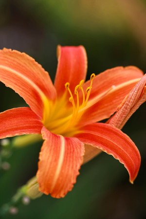 red flowerの写真素材