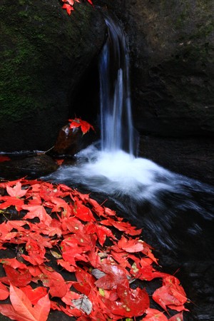 redmaple on waterfallの写真素材