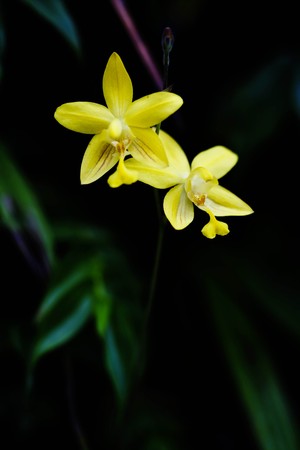 yellow orchidsの写真素材