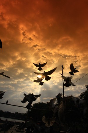 bird and sunsetの写真素材