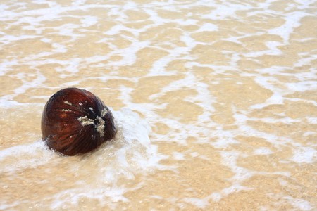 coconut on the beachの写真素材