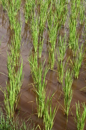 rice farm on the mountainの写真素材