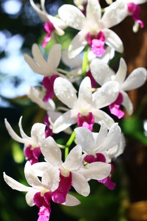 white flower