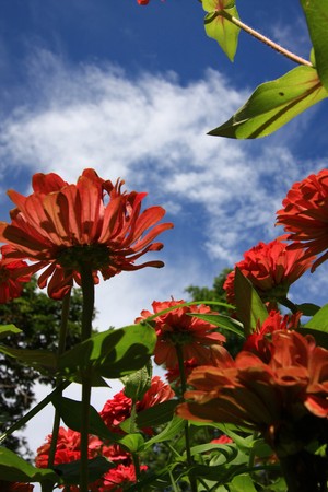 in the gardenの写真素材