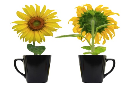 sunflower in coffee cupの写真素材