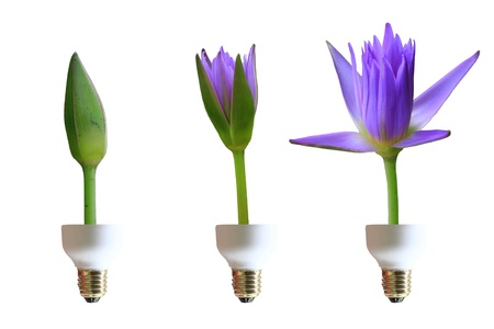 flower on lampの写真素材