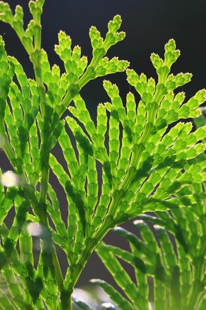 green leaf