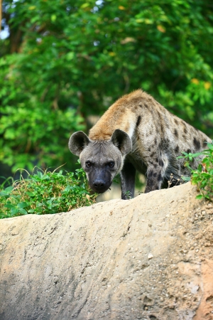 hyena in the zooの写真素材
