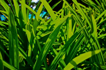 green leafの写真素材