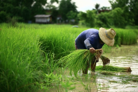 thai farmerの写真素材