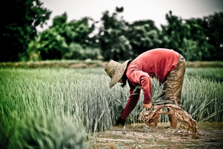 thai farmerの写真素材