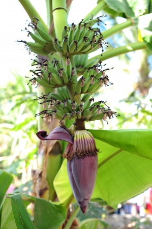 green bananaの写真素材