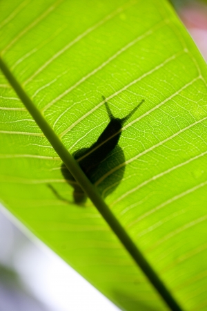snail on green leafの写真素材