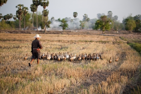 duck farmの写真素材