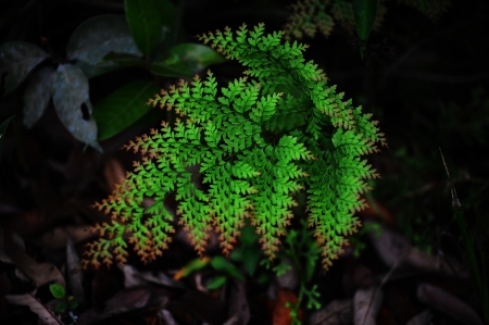 fernの写真素材