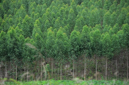 eucalyptus