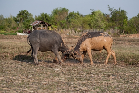 buffalo fightingの写真素材