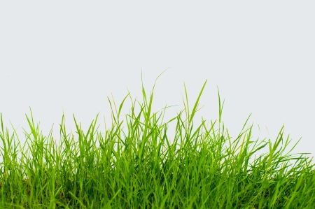 green grassの写真素材