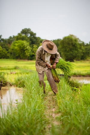 thai farmerの写真素材