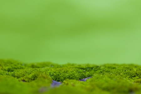 green leaf beakgroundの写真素材