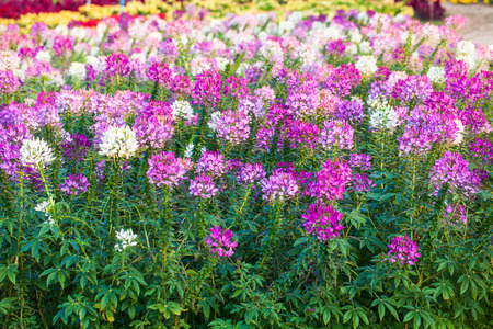 pink flower の写真素材