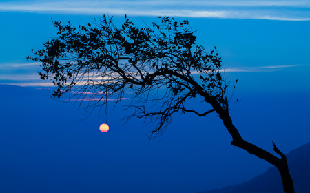 Tree and moon on nightの写真素材
