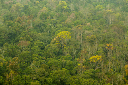 green forest