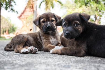 Puppies were leftの写真素材