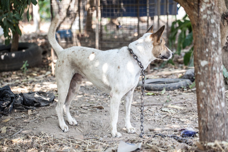 chained dogsの写真素材