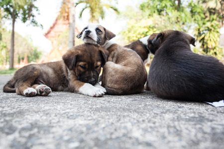 Puppies were leftの写真素材