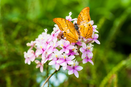 love the natureの写真素材