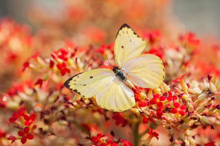yellow butterfly on red flower の写真素材