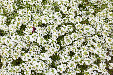 white flower の写真素材