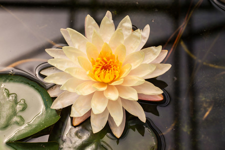 white lotus の写真素材