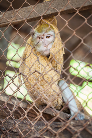 monkey in cage の写真素材
