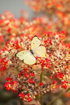 yellow butterfly on red flower の写真素材