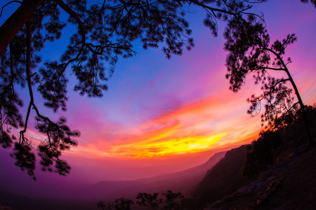 Silhouettes of trees with light in the evening の写真素材