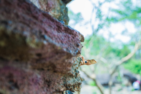 chameleon in natural tropicalの写真素材