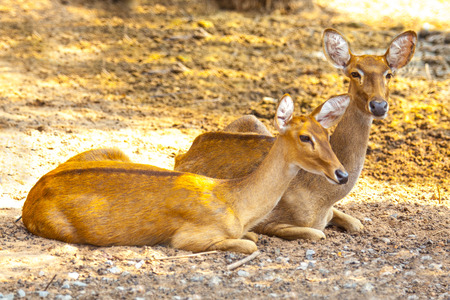 two deers at the zoo