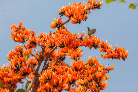 Olivebacked sunbird (Yellowbellied sunbird)