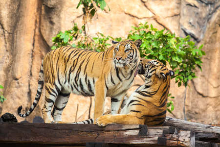 tigers at the zoo