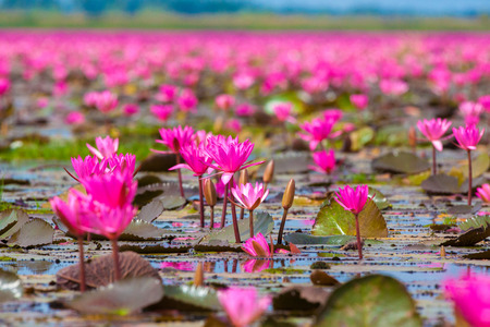 pink lotus on the lakeの写真素材