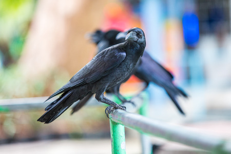 Large-billed crowの写真素材