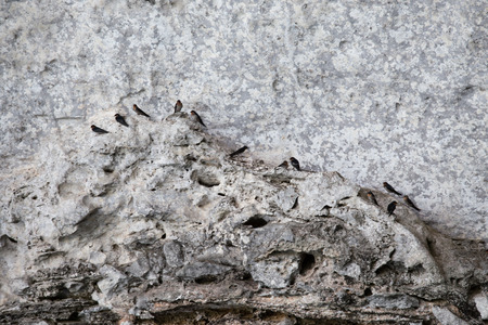 Martin who lived along the cave wallsの写真素材