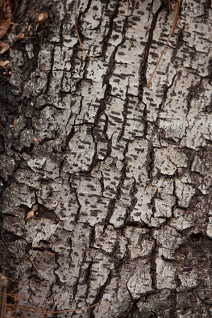 tree with bark cracks.の写真素材