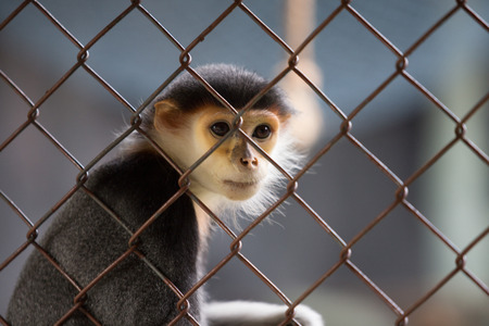 Monkey in a Cageの写真素材