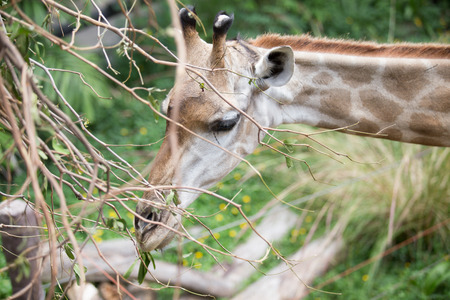 The giraffe at a zoo in Thailandの写真素材