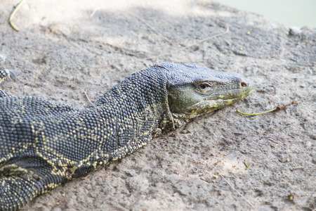 Water monitor