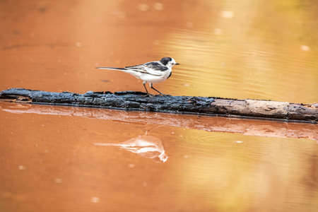 White Wagtail; Motacilla alba.の写真素材
