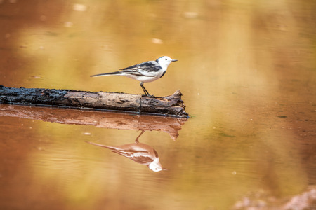 White Wagtail; Motacilla alba.の写真素材
